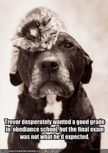 funny-pictures-the-dog-has-a-hard-test-in-obedience-school funny-pictures-the-dog-has-a-hard-test-in-obedience-school