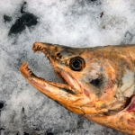 Don’t Eat the Fish