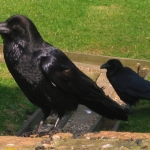 Ravens Really Are Smart Birds!