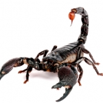 A Scorpion is a Scorpion, is a Scorpion.