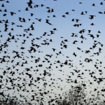 UFOs Blamed for Dead Birds and Fish