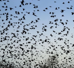 UFOs Blamed for Dead Birds and Fish