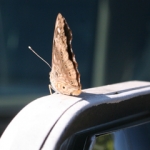 The Butterfly Effect