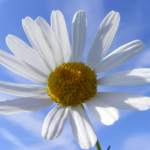 If you loved my TED Global talk, Thank Patty Newbold