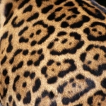 Patterns, Trends and Meaning