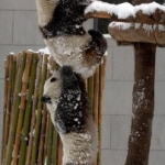 Are You A Panda Or A Crab?