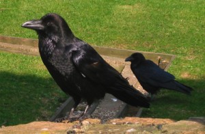 Ravens