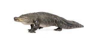 alligator